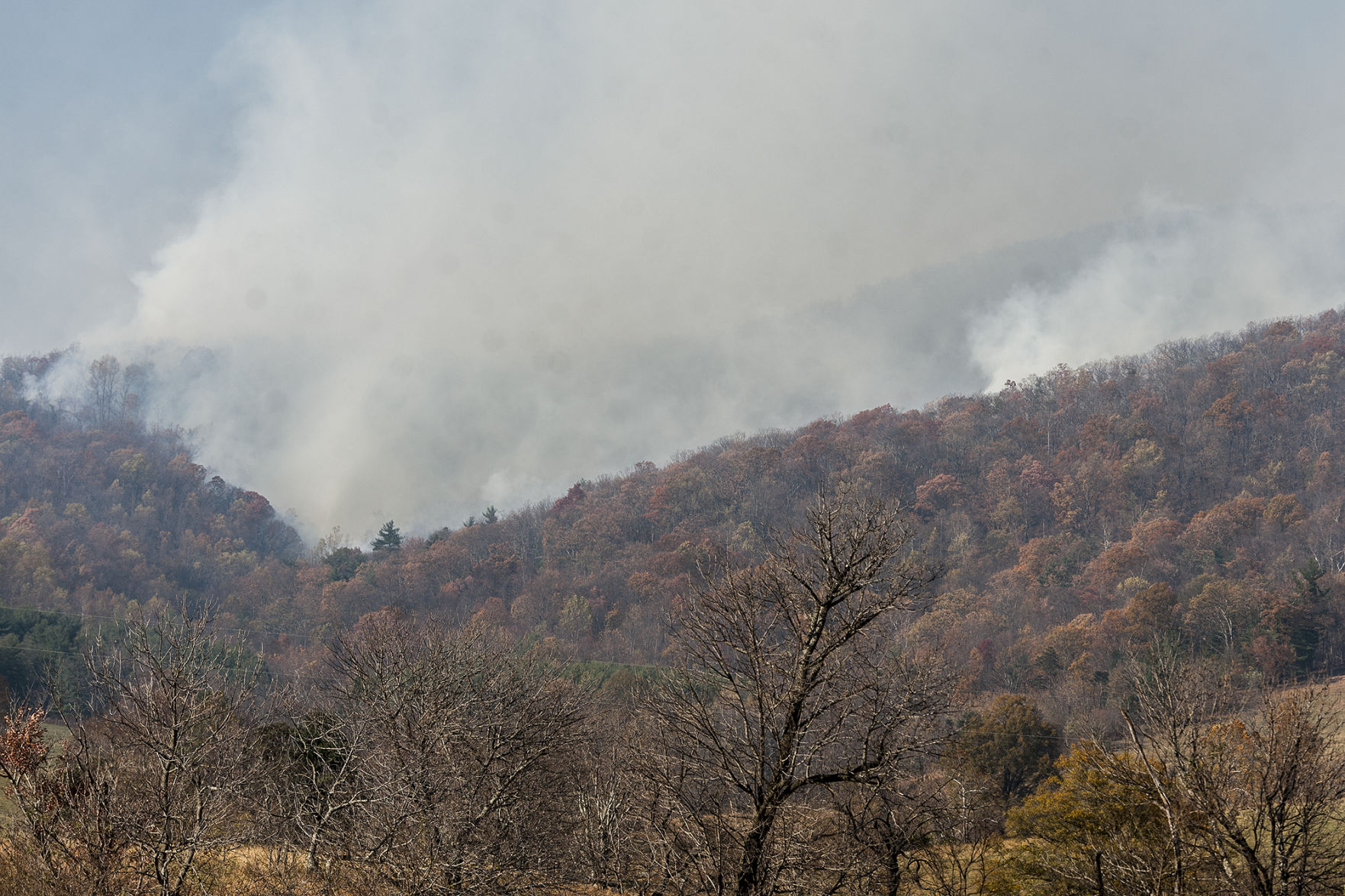 Forest Fire